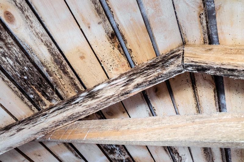 Attic Mold Don't Ignore It Call Us Mold Removal Florida